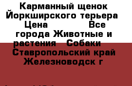 Карманный щенок Йоркширского терьера › Цена ­ 30 000 - Все города Животные и растения » Собаки   . Ставропольский край,Железноводск г.